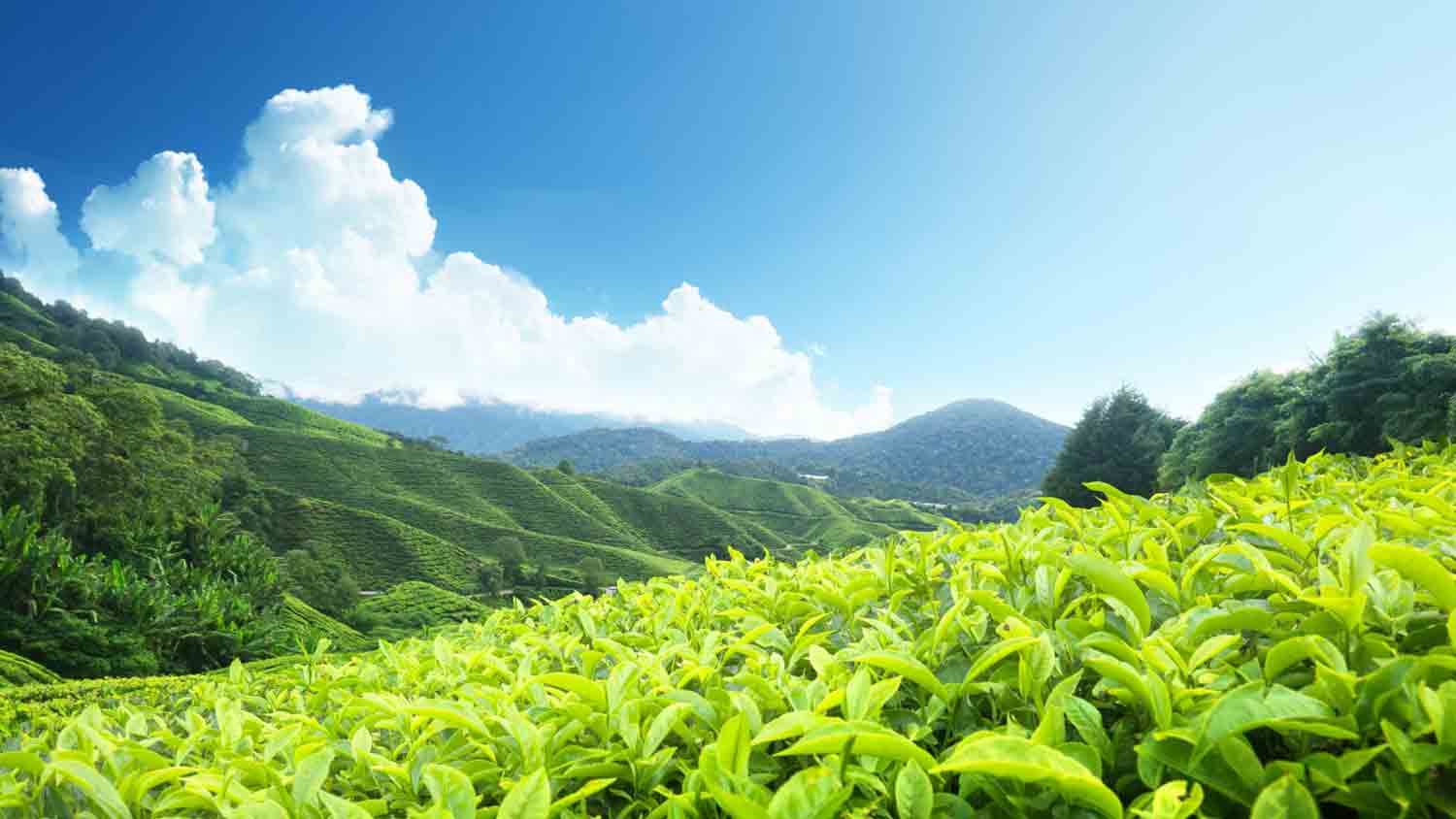 Munnar Tea Valley